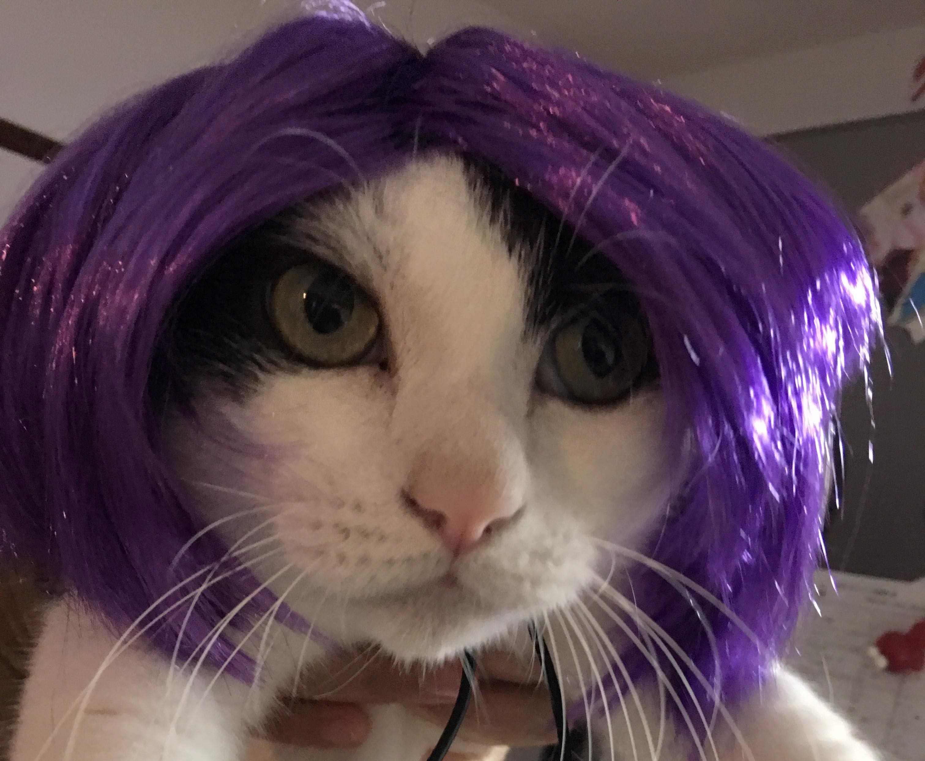 怒り爆発 飼い猫ヤックル Fruitful Englishのおいしいブログ 英語の学び 怒り爆発 飼い猫ヤックル Fruitful Englishのおいしいブログ 英語の学び