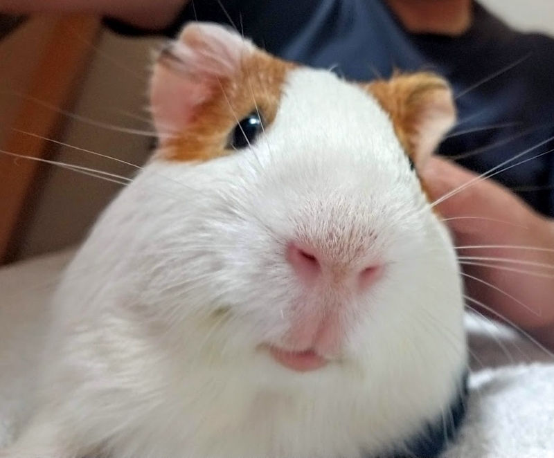 面白い英語の由来 Is My Guinea Pig Really A Pig モルモットは 豚の仲間 Fruitful Englishのおいしいブログ 英語の学び