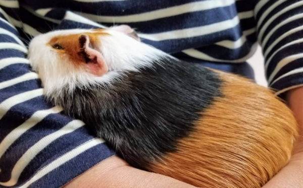 面白い英語の由来 Is My Guinea Pig Really A Pig モルモットは 豚の仲間 Fruitful Englishのおいしいブログ 英語の学び