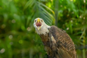 動物好きなら覚えたい 英語フレーズ 鳥編 Fruitful Englishのおいしいブログ 英語の学び