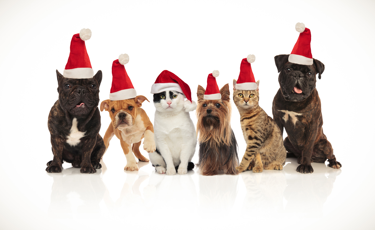 Dogs And Cats Cats And Dogs 言葉には 順番 がある Fruitful Englishのおいしいブログ 英語の学び Dogs And Cats Cats And Dogs 言葉には 順番 がある Fruitful Englishのおいしいブログ 英語の学び