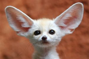 「私の全部が耳？」"I'm all ears"っていったい何？