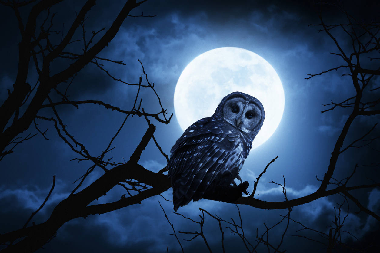 Once In A Blue Moon の意味は 頻度 を表す英語表現 Fruitful Englishのおいしいブログ 英語の学び Once In A Blue Moon の意味は 頻度 を表す英語表現 Fruitful Englishのおいしいブログ 英語の学び