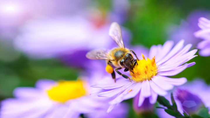 【英語学習のコツ！中級者向け】英字新聞を読もう！㉓英国のミツバチと農薬