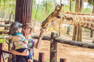 Simon先生の英語ブログで学ぶ使える英語表現 - On Safari with Animal Idioms