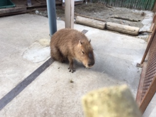 コロナ:人間と遊べないので動物と遊んできました