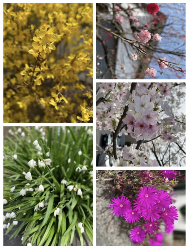 【ネイティブ英語ブログを読んで使える英語フレーズを覚えよう！】Spring Colors