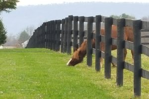 The grass is always greener on the other side 【3分で英会話！】日常会話で使える英語のことわざ、慣用句 その１of the fence.