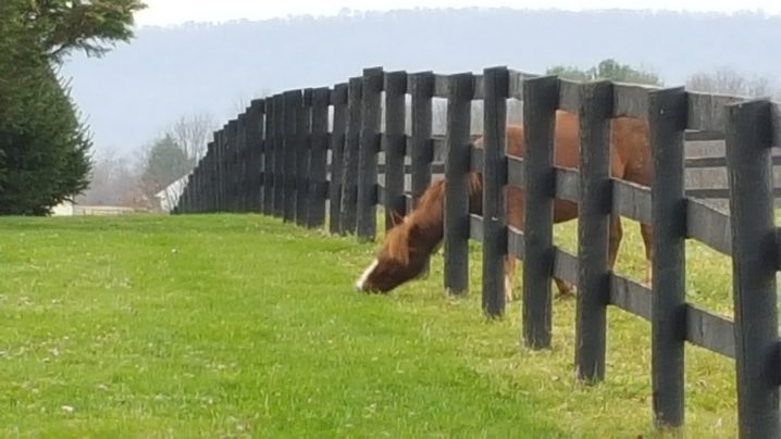 The grass is always greener on the other side 【3分で英会話！】日常会話で使える英語のことわざ、慣用句 その１of the fence.