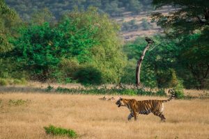 【海外を知るーインド】Indian parks!ーネイティブ講師Priya先生の英語記事を読もう！