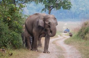 【海外を知るーインド】Indian parks!ーネイティブ講師Priya先生の英語記事を読もう！