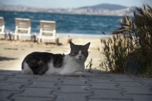 猫だらけの国 トルコのイズミールからこんにちは Fruitful Englishのおいしいブログ 英語の暮らし