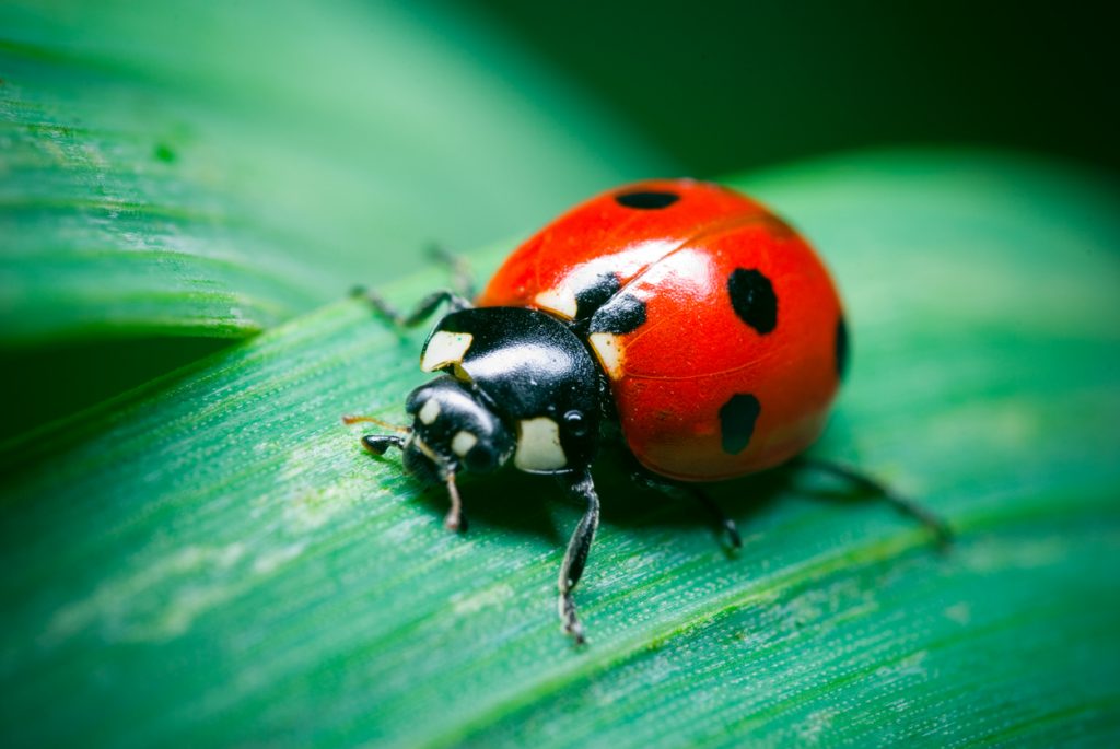 翻訳家の暮らし Fortune Bug 幸運の虫 Fruitful Englishのおいしいブログ 英語の暮らし