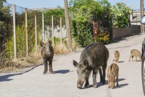 全ての道は．．．野生動物も魅了する街