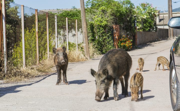 全ての道は．．．野生動物も魅了する街