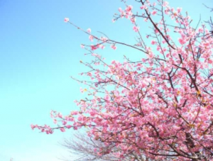 翻訳家になりたい方のための翻訳講座の講師、K.Yuka先生撮影の桜の写真。