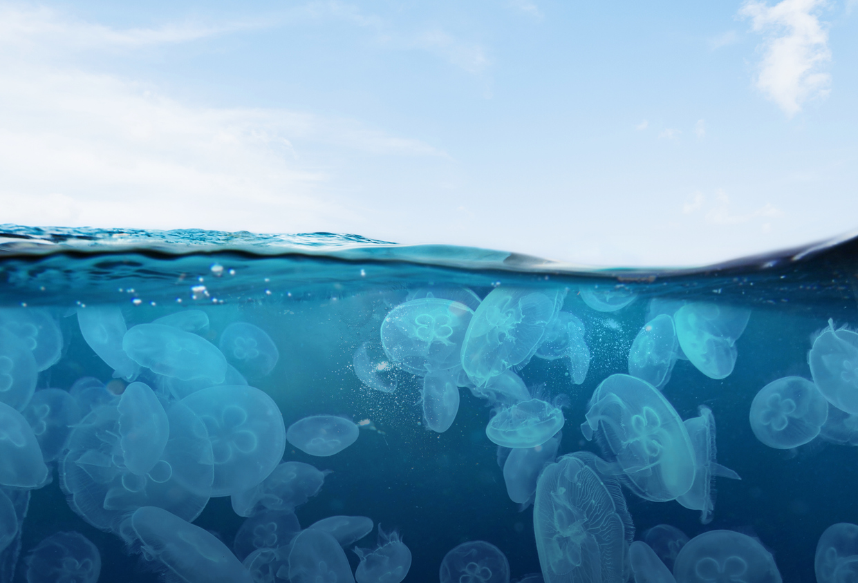 【海外文化を知ろう！】怪物メドゥーサと同じ名前の生きものとは？ | Fruitful Englishのおいしいブログ～英語の暮らし