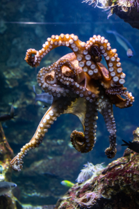 My Octopus Teacher